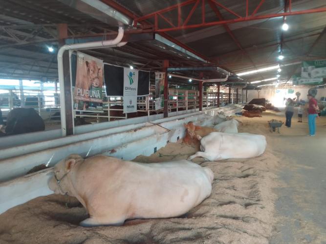 Purunã: raça paranaense é destaque do IDR-Paraná na Expoingá