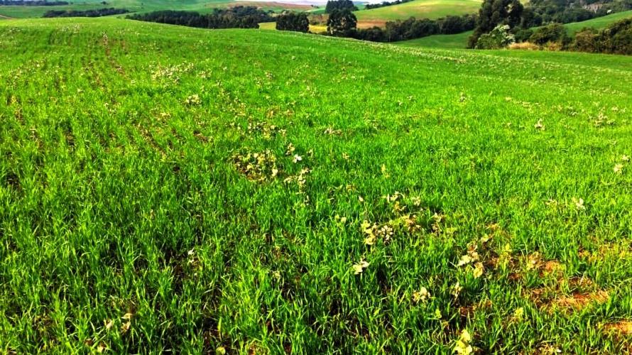 Com escalonamento, vazio sanitário da soja começa em 2 de junho no Paraná