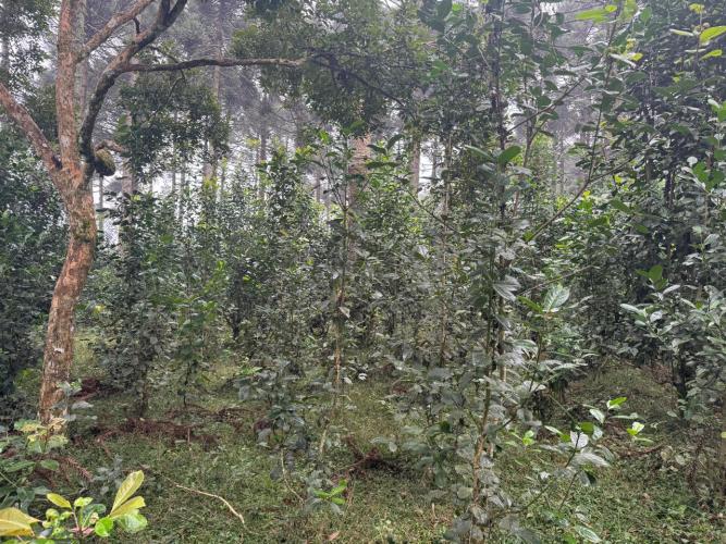 Erva-mate: reconhecimento da FAO é “prêmio à cooperação institucional”, afirma diretora do IDR-Paraná