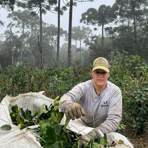 Erva-mate: reconhecimento da FAO é “prêmio à cooperação institucional”, afirma diretora do IDR-Paraná