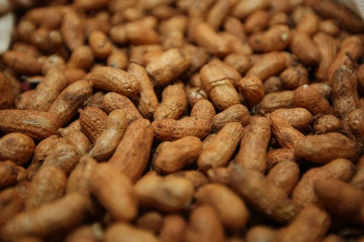 Protagonista das festas juninas, amendoim é cultivado em 200 municípios do Paraná