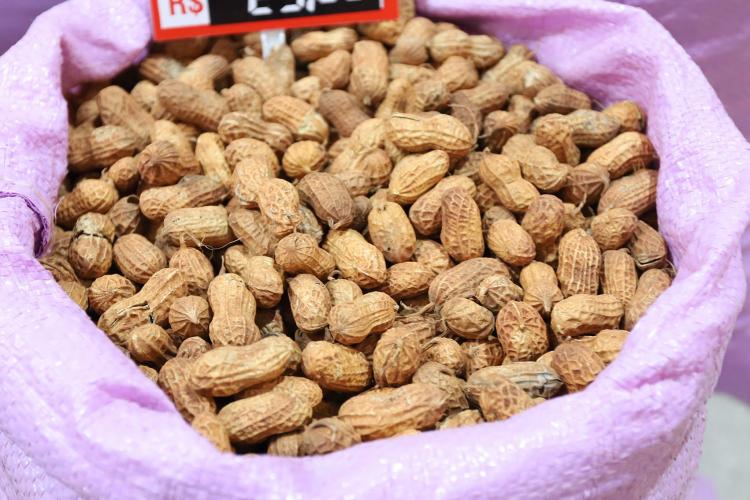 Protagonista das festas juninas, amendoim é cultivado em 200 municípios do Paraná