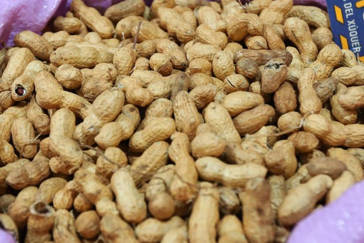 Protagonista das festas juninas, amendoim é cultivado em 200 municípios do Paraná