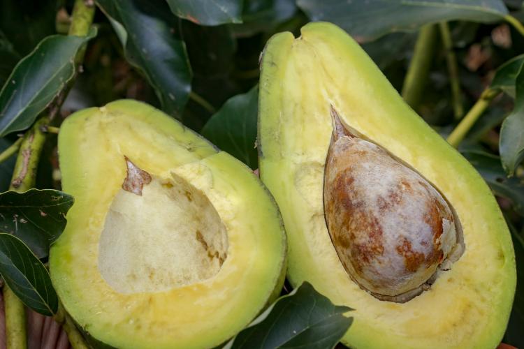 Fruticultura paranaense em foco: Carlópolis recebe VI Simpósio Estadual