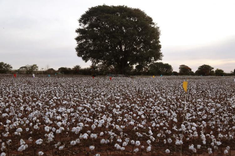 Com alta rentabilidade e resistência à seca, algodão volta ao radar de produtores paranaenses