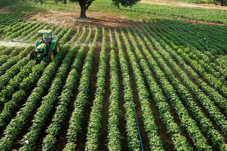Com alta rentabilidade e resistência à seca, algodão volta ao radar de produtores paranaenses