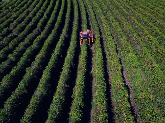 Com avanço na colheita do café, produtores começam a se apropriar do preço em alta