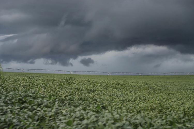 Chuvas são benéficas para produtores de trigo e cevada, aponta boletim do Deral