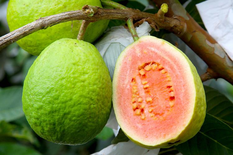 Fruticultura paranaense em foco: Carlópolis recebe VI Simpósio Estadual