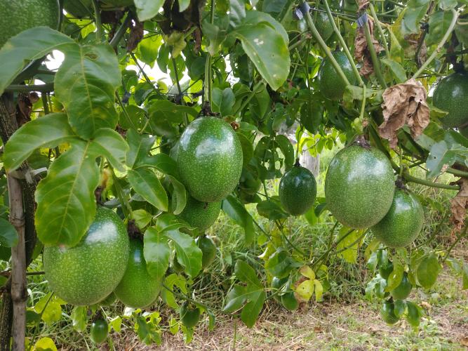 Fruticultura paranaense em foco: Carlópolis recebe VI Simpósio Estadual