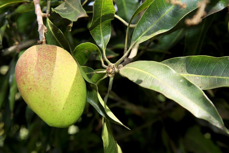 Fruticultura paranaense em foco: Carlópolis recebe VI Simpósio Estadual
