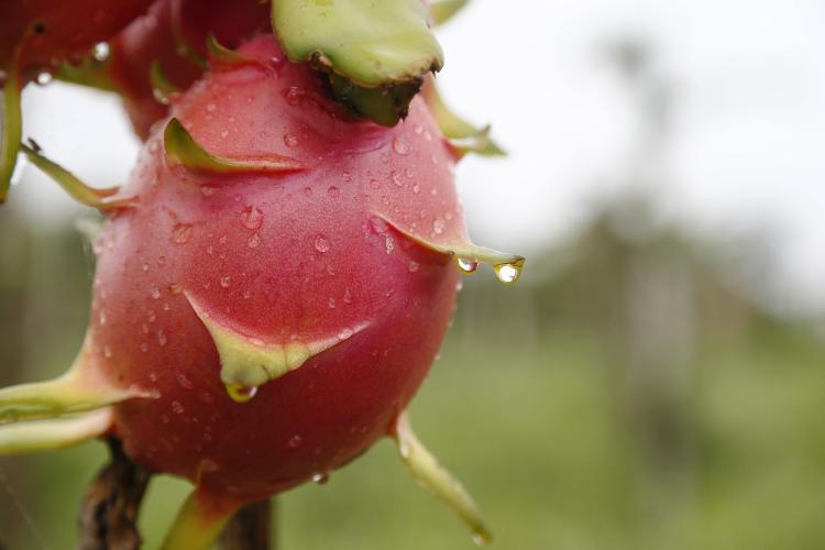 Fruticultura paranaense em foco: Carlópolis recebe VI Simpósio Estadual