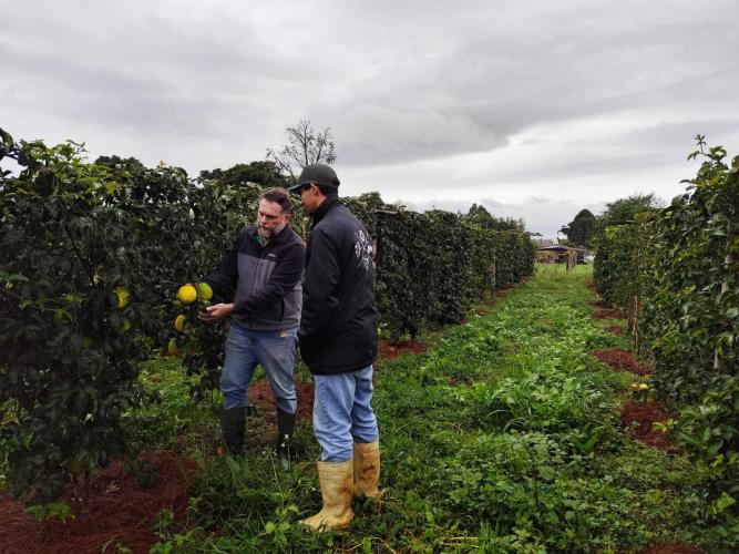 Experimento com maracujazeiro enxertado busca maior resistência e produtividade