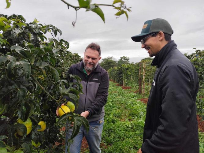 Experimento com maracujazeiro enxertado busca maior resistência e produtividade