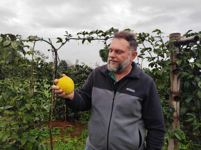 Experimento com maracujazeiro enxertado busca maior resistência e produtividade