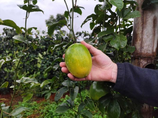 Experimento com maracujazeiro enxertado busca maior resistência e produtividade
