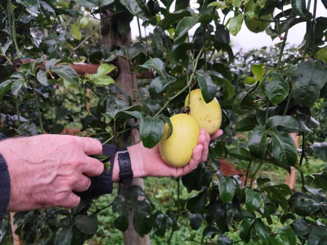Experimento com maracujazeiro enxertado busca maior resistência e produtividade