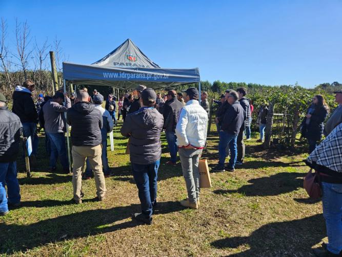 Seminário na Lapa busca fortalecer fruticultura de clima temperado