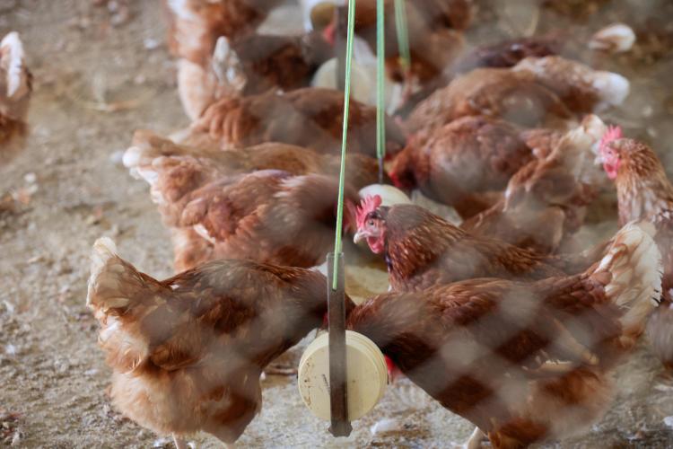 Com RenovaPR, 10 mil projetos sustentáveis de energia transformam paisagem rural