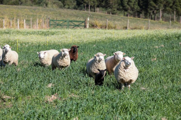 Com RenovaPR, 10 mil projetos sustentáveis de energia transformam paisagem rural