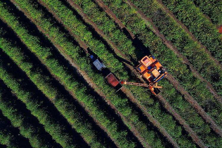 Boletim Agropecuário analisa estágio da safra do café e variação dos preços