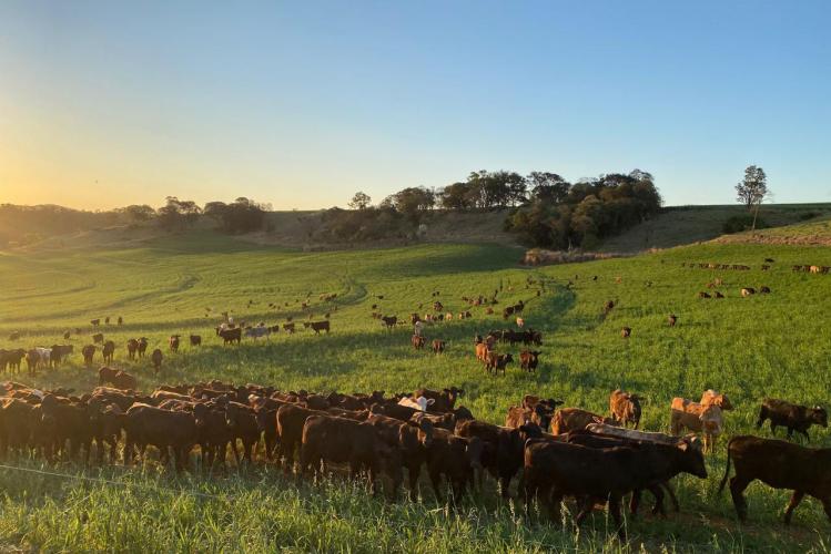 Boletim Agropecuário analisa estágio da safra do café e variação dos preços