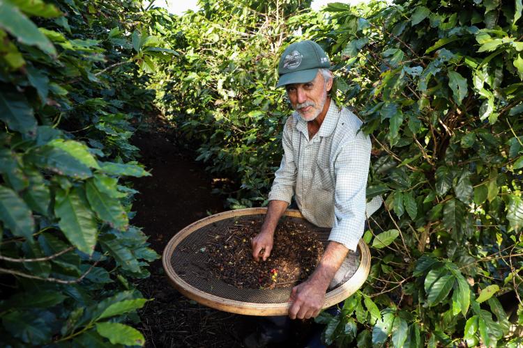 Valorização: café de Mandaguari conquista a 20ª Indicação Geográfica do Paraná