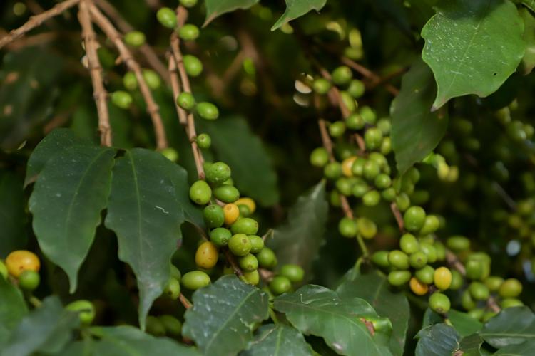 Valorização: café de Mandaguari conquista a 20ª Indicação Geográfica do Paraná