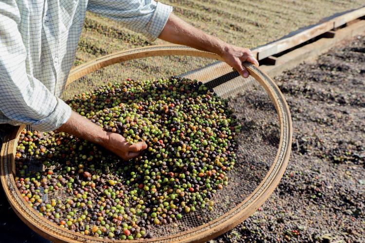 Valorização: café de Mandaguari conquista a 20ª Indicação Geográfica do Paraná