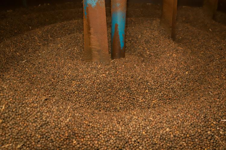 Boletim Agropecuário analisa estágio da safra do café e variação dos preços