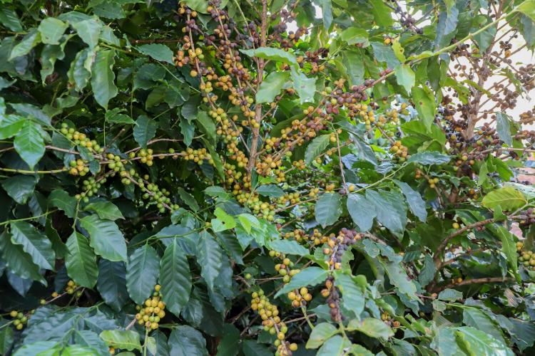 Valorização: café de Mandaguari conquista a 20ª Indicação Geográfica do Paraná