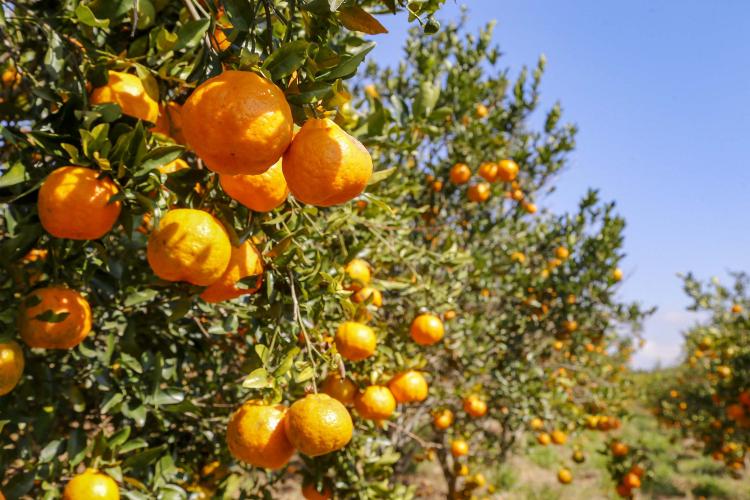 Sabor único: ponkan de Cerro Azul é a 21ª Indicação Geográfica do Paraná