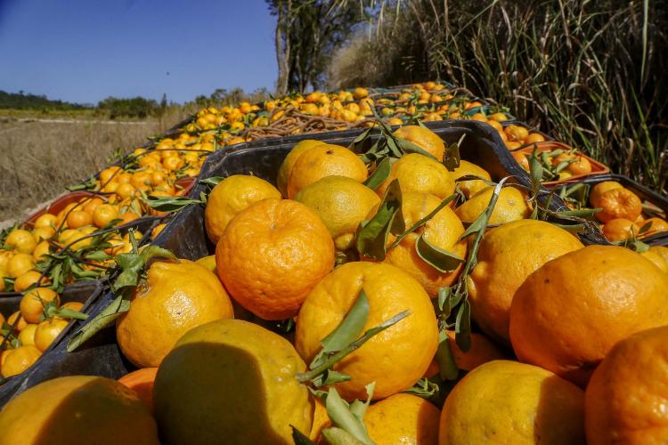 Sabor único: ponkan de Cerro Azul é a 21ª Indicação Geográfica do Paraná