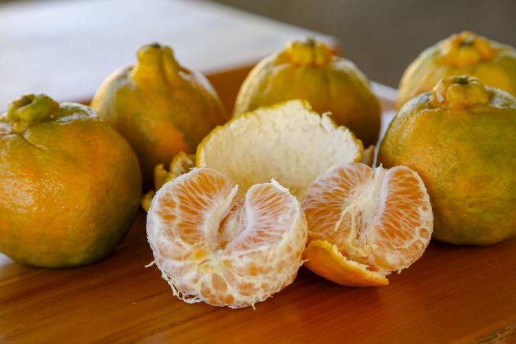 Sabor único: ponkan de Cerro Azul é a 21ª Indicação Geográfica do Paraná