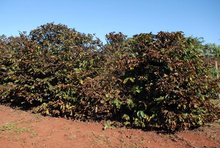 Geada negra impôs novas estratégias para a pesquisa em café