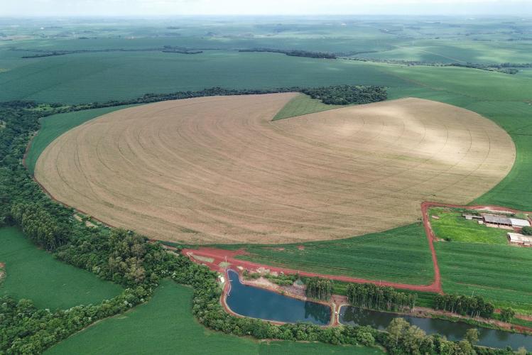 Previsão de recorde: segunda safra de milho paranaense pode superar 17 milhões de toneladas