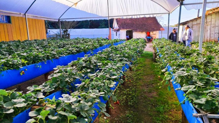 Treino-visita potencializa assistência a produtores de morango