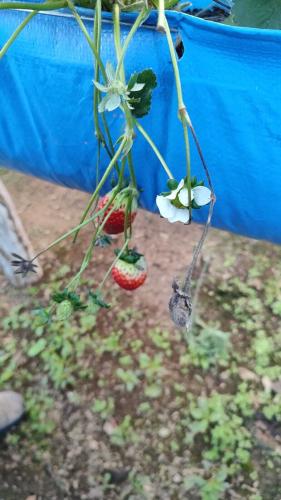 Treino-visita potencializa assistência a produtores de morango