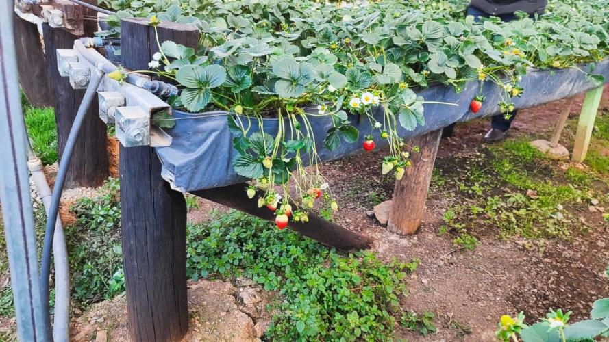 Treino-visita potencializa assistência a produtores de morango