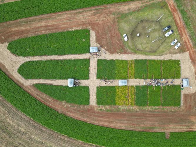 Centro Sul Feijão e Milho