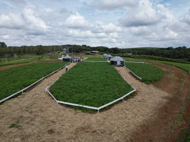 Centro Sul Feijão e Milho