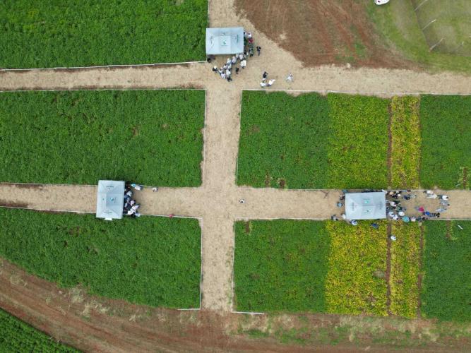 Centro Sul Feijão e Milho