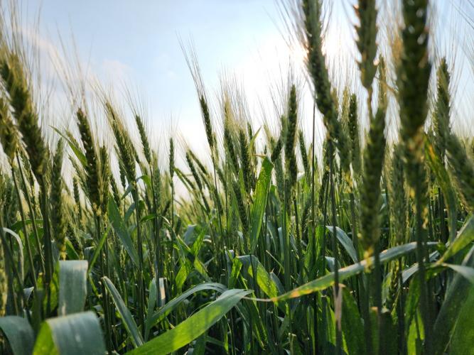 Chega ao mercado a cultivar de trigo IPR Batovi, do IDR-Paraná