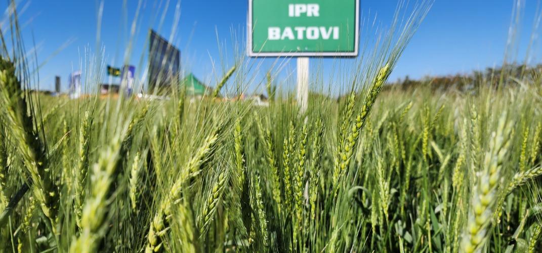 Chega ao mercado a cultivar de trigo IPR Batovi, do IDR-Paraná
