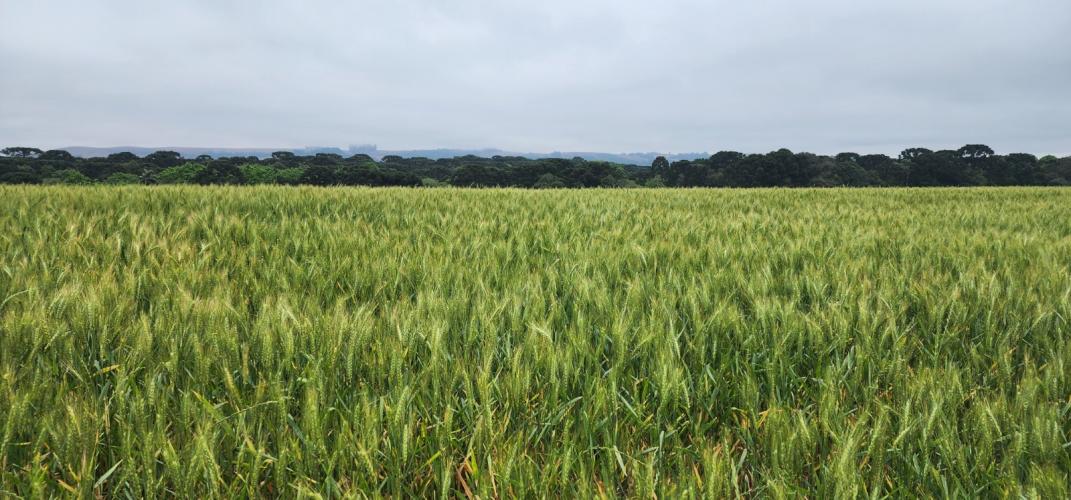 Chega ao mercado a cultivar de trigo IPR Batovi, do IDR-Paraná