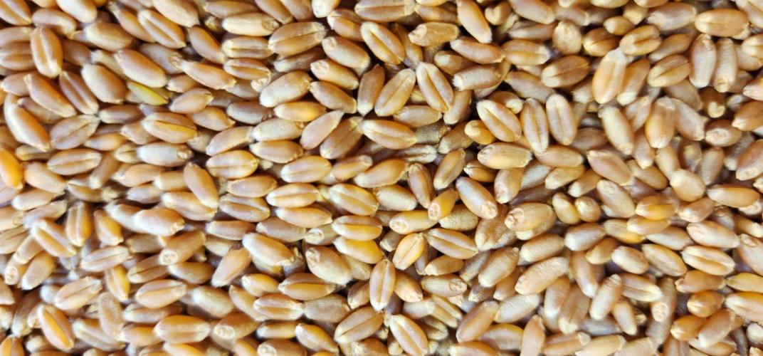 Chega ao mercado a cultivar de trigo IPR Batovi, do IDR-Paraná