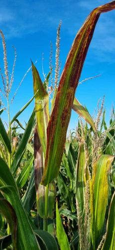 Maior problema fitossanitário do milho brasileiro será  debatido durante Seminário Nacional de Milho Safrinha