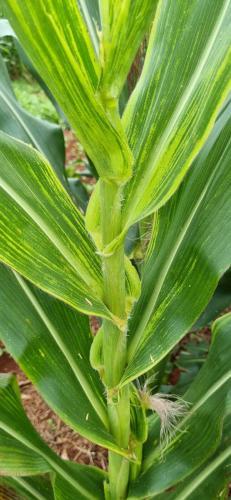 Maior problema fitossanitário do milho brasileiro será  debatido durante Seminário Nacional de Milho Safrinha