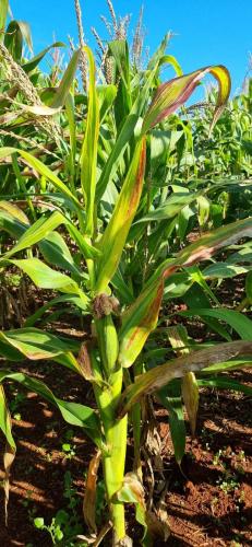 Maior problema fitossanitário do milho brasileiro será  debatido durante Seminário Nacional de Milho Safrinha