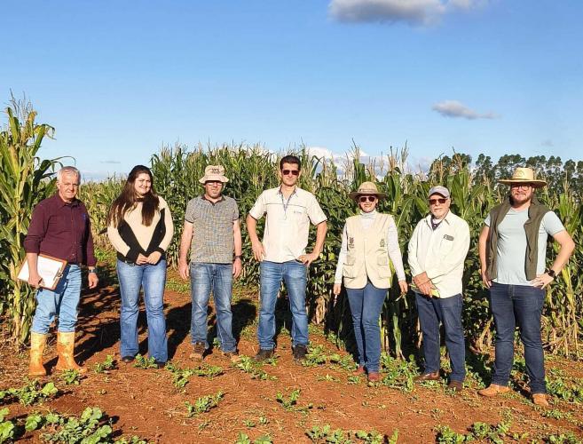 Maior problema fitossanitário do milho brasileiro será  debatido durante Seminário Nacional de Milho Safrinha